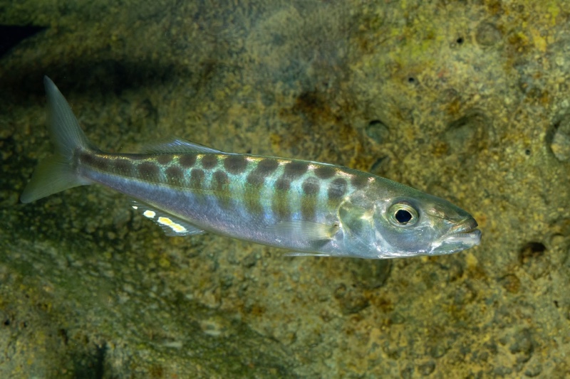 Bathybates fasciatus 'Kasanga'